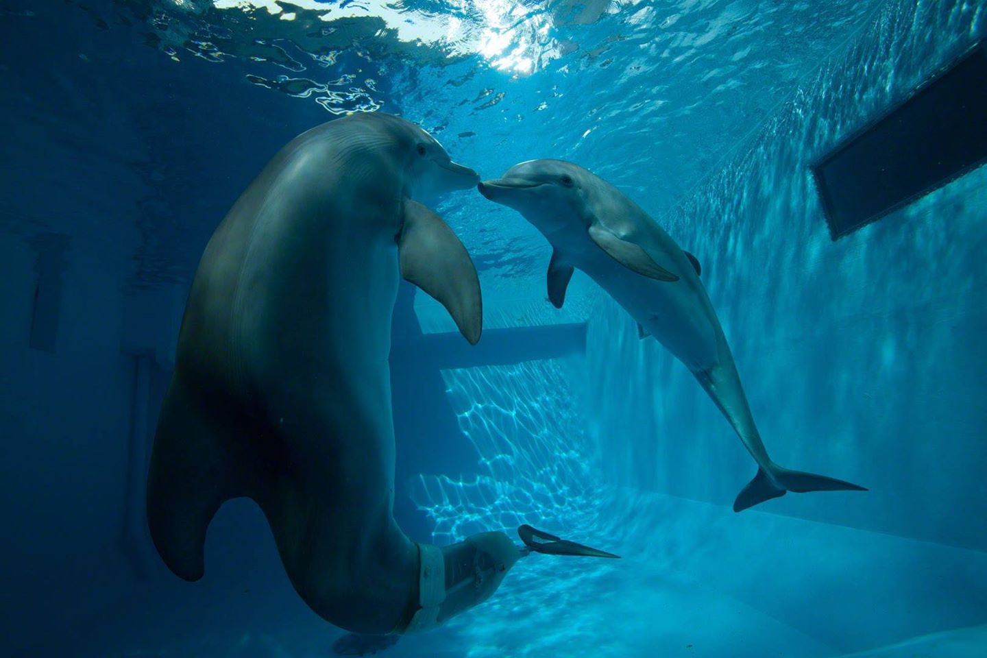 L Incredibile Storia Di Winter Il Delfino