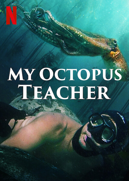 Novità Netflix - My octopus teacher